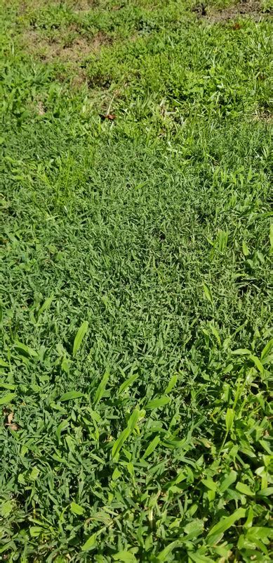 Gold Glove Bermuda Grass Melikeremoni