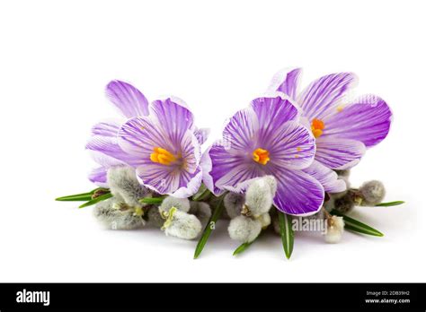 Crocus Flowers And Pussy Willow Twigs On White Background Stock Photo Alamy