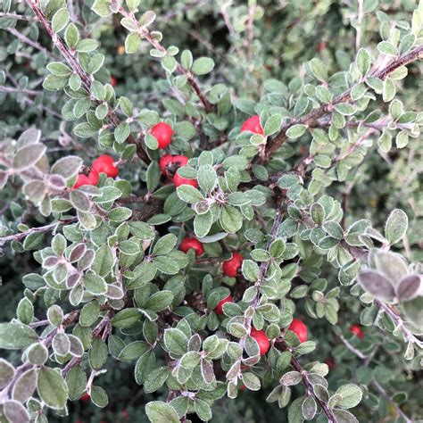 Cotoneaster Glaucophyllus Grayleaf Cotoneaster 35 Pot Little