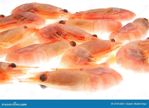 Shrimp stock photo. Image of oriental, denmark, cuisine - 3731228