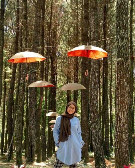 Songgon Pine Park Wisata Hutan Pinus Kekinian Di Banyuwangi Dailysia