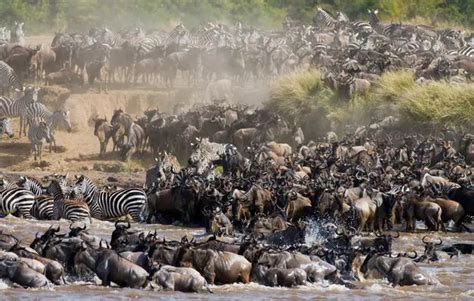 9 Days Serengeti Wildebeest Migration Safari Package 2024