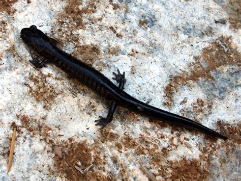 Santa Cruz Black Salamander Aneides Niger Santa Cruz Co Flickr