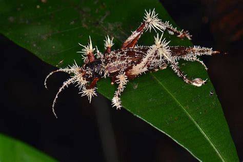 It S Cordyceps Grasshopper Infected With Fungus Portfolio Inspirations Pinterest