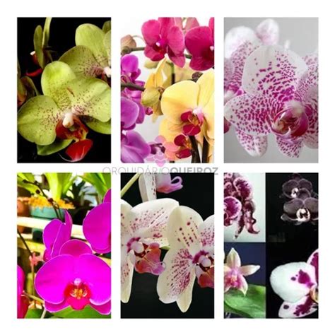 Kit 12 Mudas Orquídeas Phalaenopsis Promoção Frete Gráti