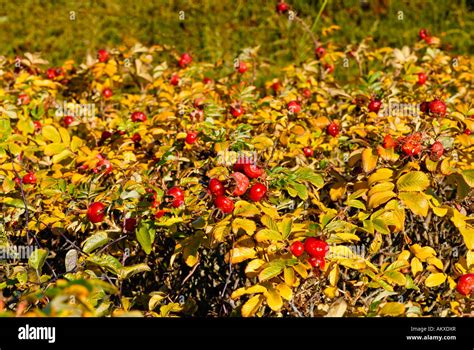 Rose hips of the Rugosa Rose (Rosa rugosa) in autumn Stock Photo - Alamy