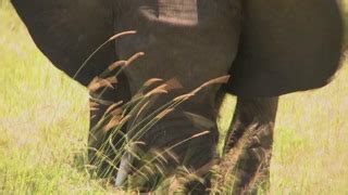 African Plains Stock Footage Royalty Free Video Clips Storyblocks