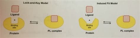 Proteins Flashcards Quizlet