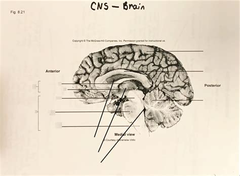 Anatomy And Physiology The Nervous System Cns Diagram Diagram Quizlet