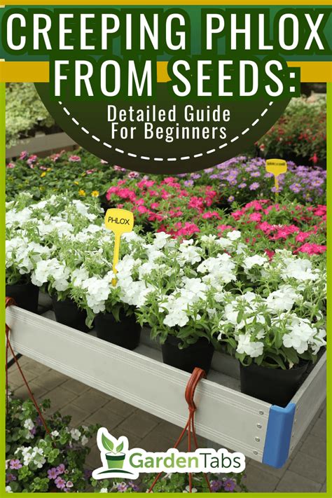 From Seed To Stunning: How To Grow Creeping Phlox And Make Your Garden Pop