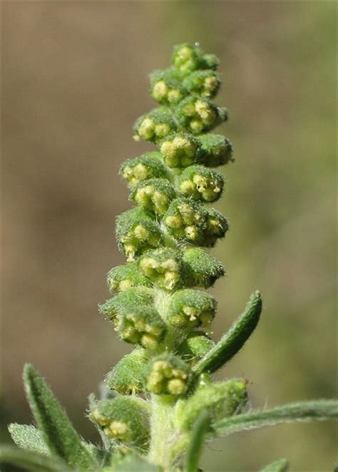 Ambrosia Artemisiifolia Sea Ragweed The