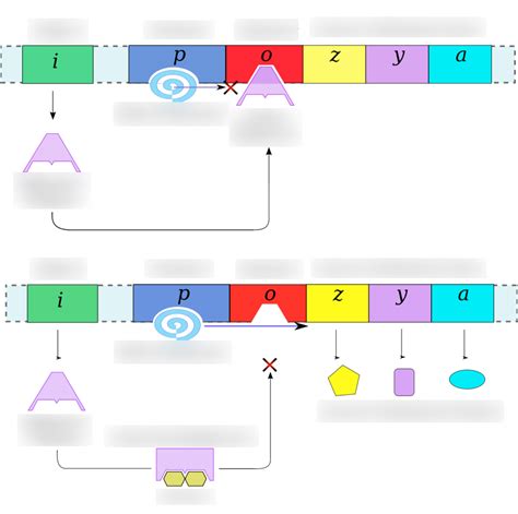 Genetic Regulation Diagram Quizlet