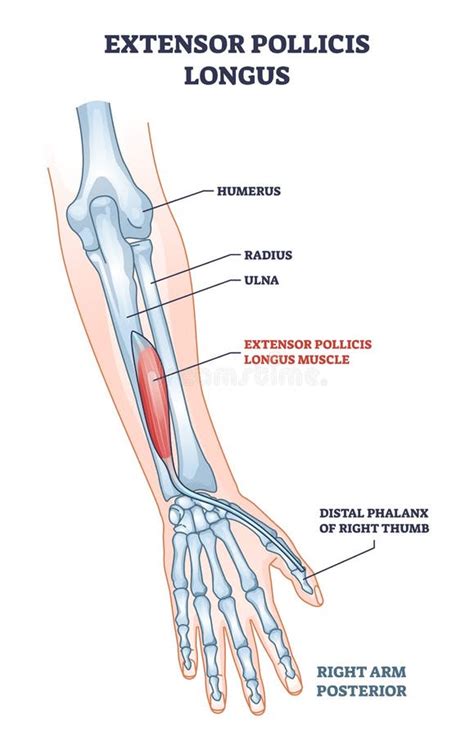 Extensor Polílicis Ubicación Del Músculo De Longus Con Diagrama