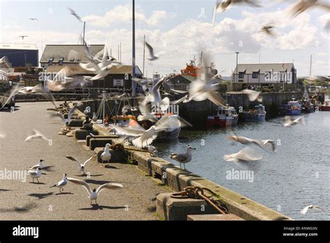 Seagulls Flocking Around On The Quayside At Amble In Northumberland