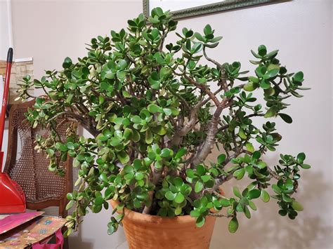 My Grandmas 40 Year Old Jade Rhouseplants