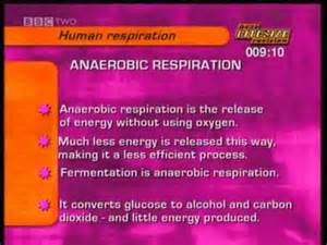 Gcse Bbc Bitesize Higher Science Biology Human Respiration Youtube