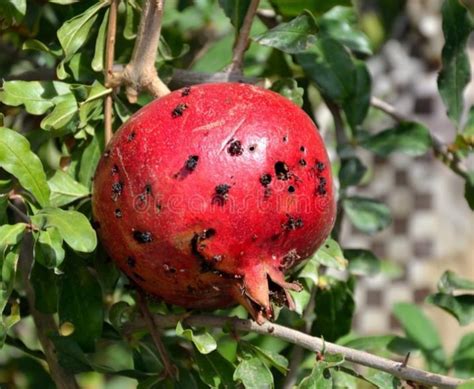 Pomegranate Insect Pests And Diseases Author Swaroopa V