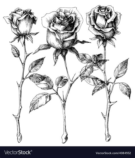 Single Roses Drawing Set Royalty Free Vector Image