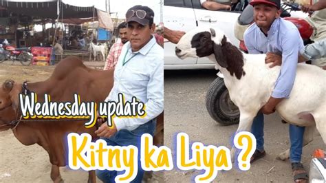 Wednesday Update Shahpur Kanjra Mandi Lahore Bakra Mandi Qurbani