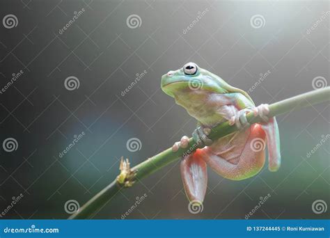 Frogs Dumpy Frogs Flying Frogs Tree Frogs On Twigs Stock Image