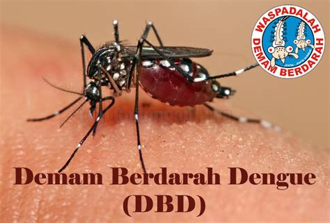 Demam Berdarah Dengue DBD