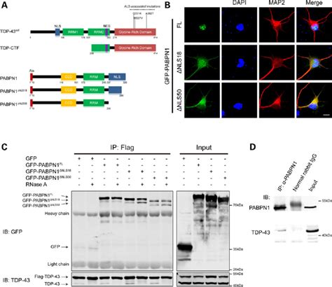 Tdp 43 And Pabpn1 Associate By Proteinprotein Interaction In Mammalian