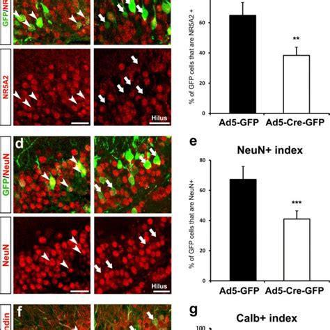 Nr A Ablation Affects Neuronal Maintenance And Identity In Vivo A