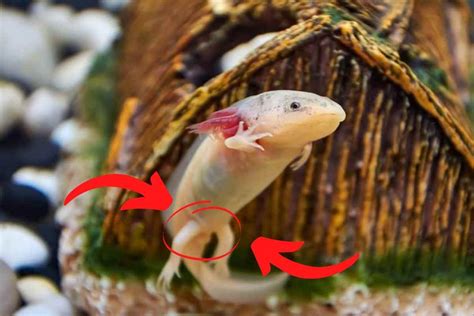 How To Sex An Axolotl Male Or Female Pets From Afar