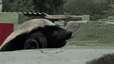 Amazing Animals Watch The Clever Honey Badger Escape A Complex Cage