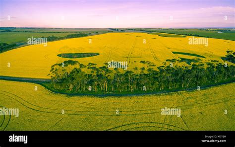 Aerial View Canola Fields Canola Hi Res Stock Photography And Images