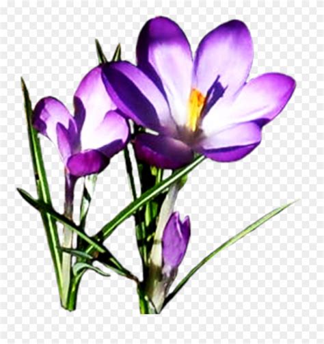 Free Clipart Spring Flowers Flower Pictures Download - Purple Spring Flowers Clipart - Png ...