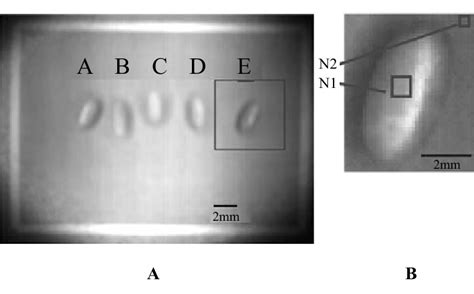 A. Placement and sequence (a-e) for identification of each pupa in the ...