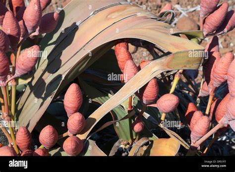 Female Welwitschia Plant Welwitschia Mirabilis Close Up Of Cones In