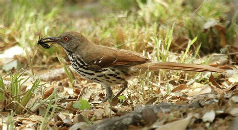 What You Need To Know About Grackles Texas Worst Bird