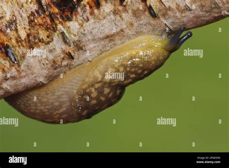 Yellow Slug Limax Flavus Adult Crawling On Birch Branch During