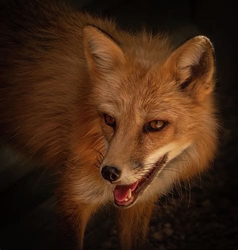 Russian Red Fox Photograph By David Pine Fine Art America