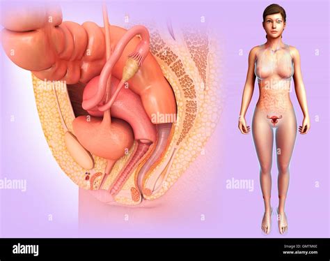 Sistema Riproduttivo Femminile Sano Immagini E Fotografie Stock Ad Alta