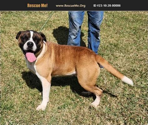 ADOPT 23102800086 Saint Bernard Rescue Sylacauga AL