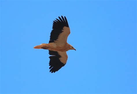 Egyptian Vulture Flickr