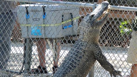 Alligator Feeding Everglades Alligator Farm Homestead Florida