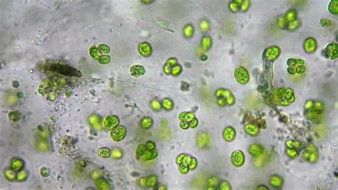 Live Green Algae Under Microscope Magnification 400x Stock Footage