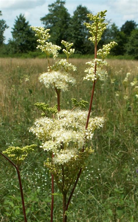 Echtes M Des Filipendula Ulmaria Bienenroute