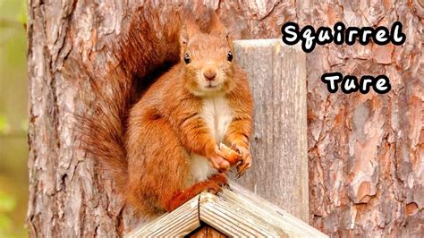 Red Squirrel Ture Eat A Hazelnut On The Bird Nest🐿️🌰☘️💗 Youtube