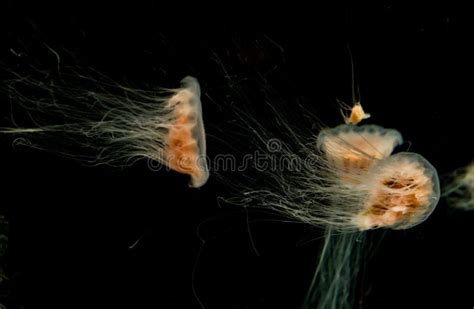 Jelly Fish Glowing Stock Image Image Of Dive Isolated