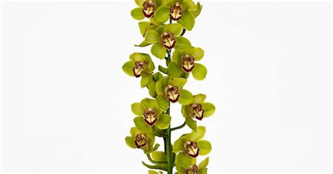 Cymbidium Orchidea Z Ld Kocsis Flora Vir G Web Ruh Z