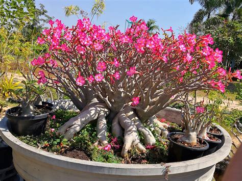 10 KAO HIN ZON Seeds Adenium Thai Socotranum Desert Rose Etsy