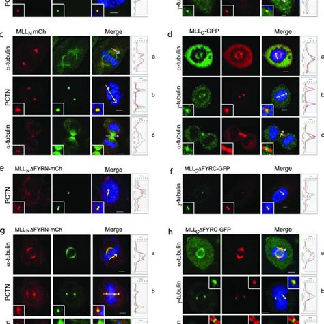 MLL1400 And MLL Fusion Proteins Localizes To The Nucleolus Centrosome