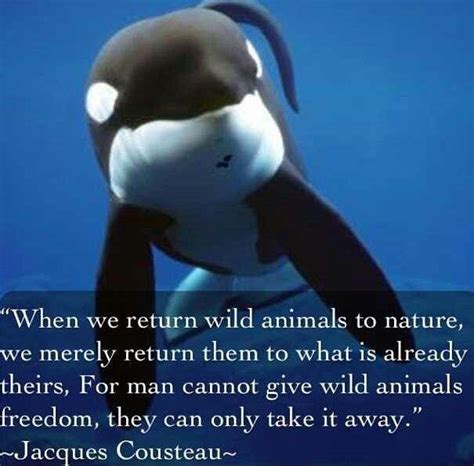 Orca Whale And Sayings Quotes. QuotesGram