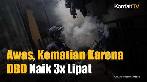 Awas 2024 Kematian Karena DBD Melonjak 3x Lipat KONTAN News