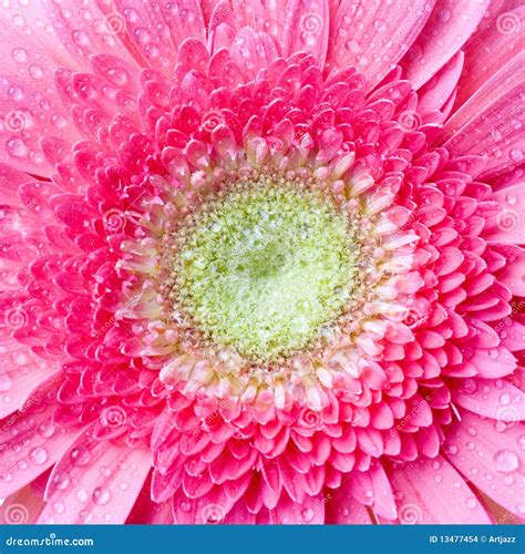 Margarita Gerbera Rosado Con Gotas Del Agua Foto De Archivo Imagen De